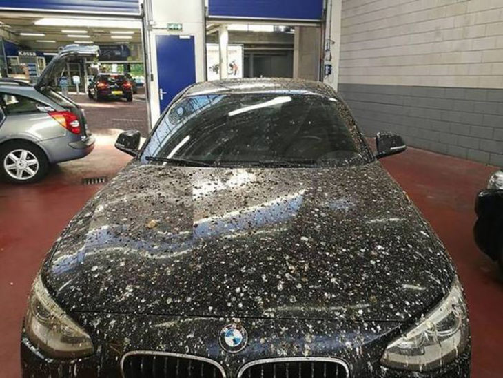 carro lleno de pospó de aves