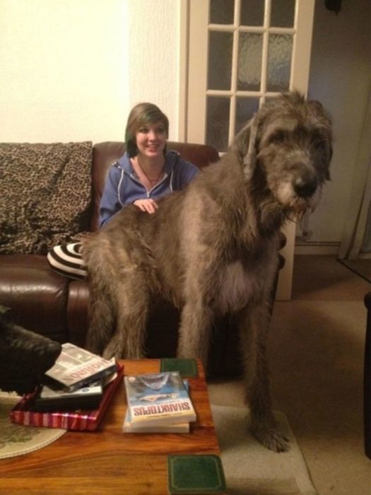 perro peludo gigante