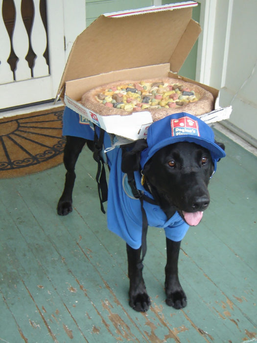 perro repartidor de pizza