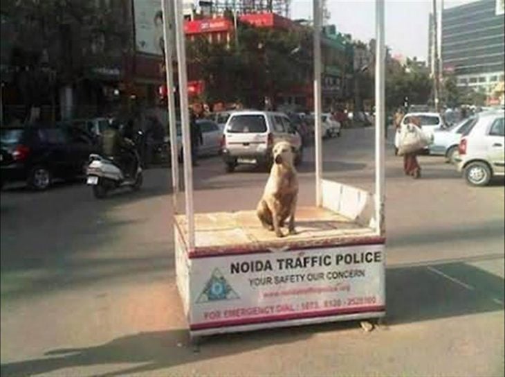 perrito en punto de policía de tráfico