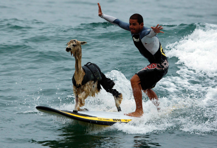 llama surfeando 