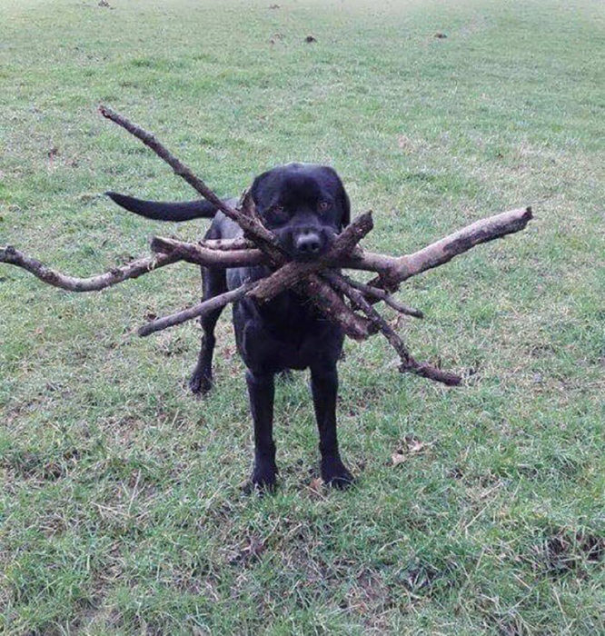 perro con muchas varitas en el ocico 