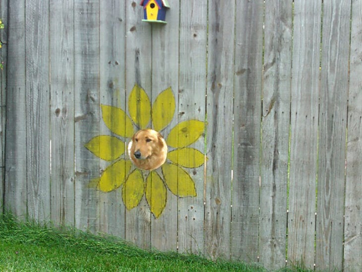 perrito ve a través de la barda en un agujero que está pintado como una flor