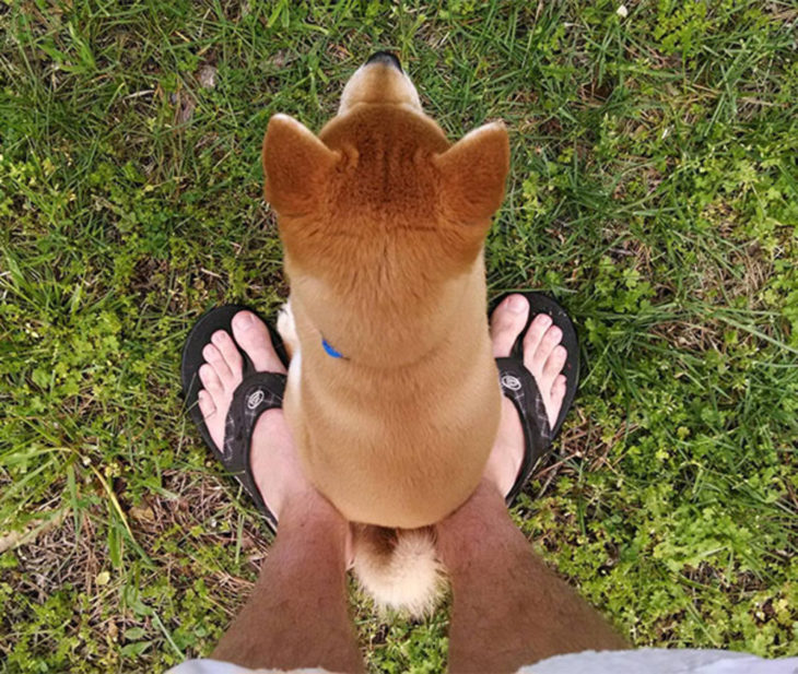 perro sentado en los pies de una persona