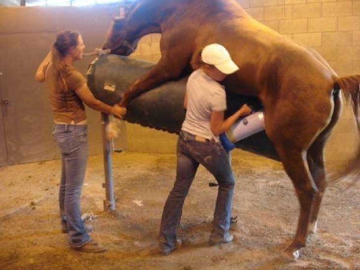 recolector de semen de caballo