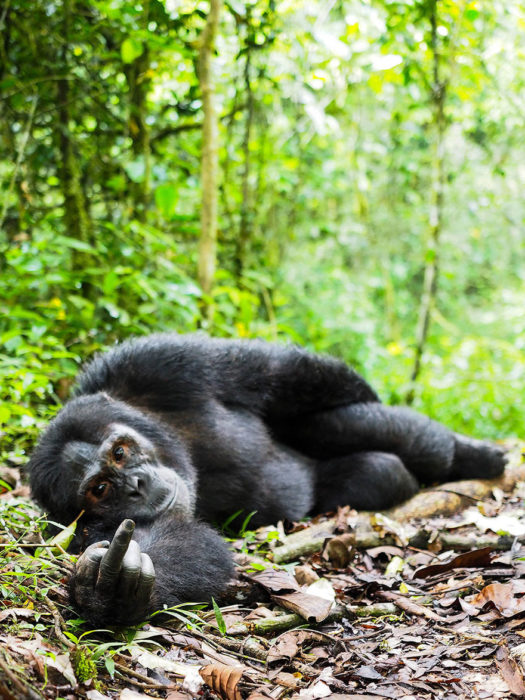 orangután parando el dedo de enmedio 