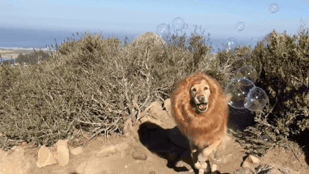 perro disfrazado de león