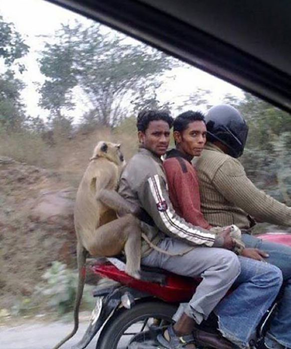 muchachos y primate en motocicleta