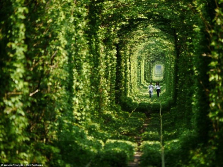 tunel lleno de hierbas