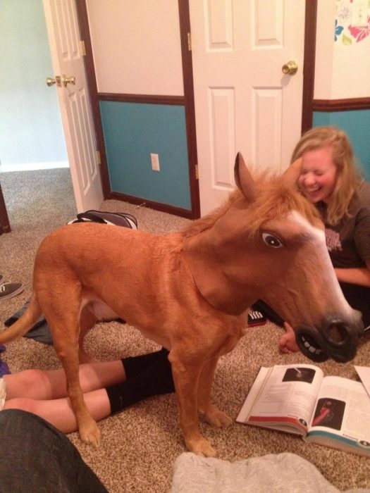 perro con cabeza de caballo