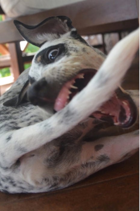 perro mordiendose la cola