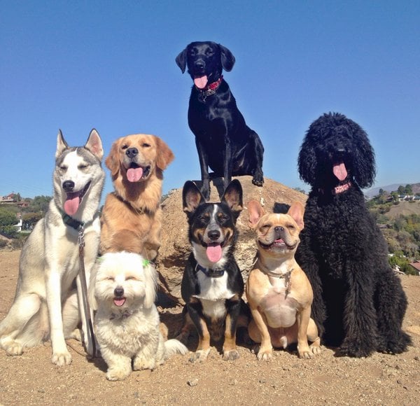 pandilla de perros