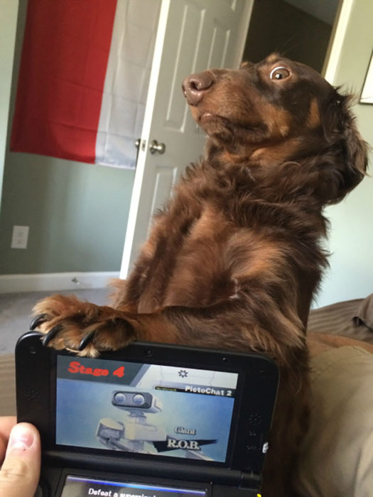 perro con expresión graciosa con una pata en videojuegos