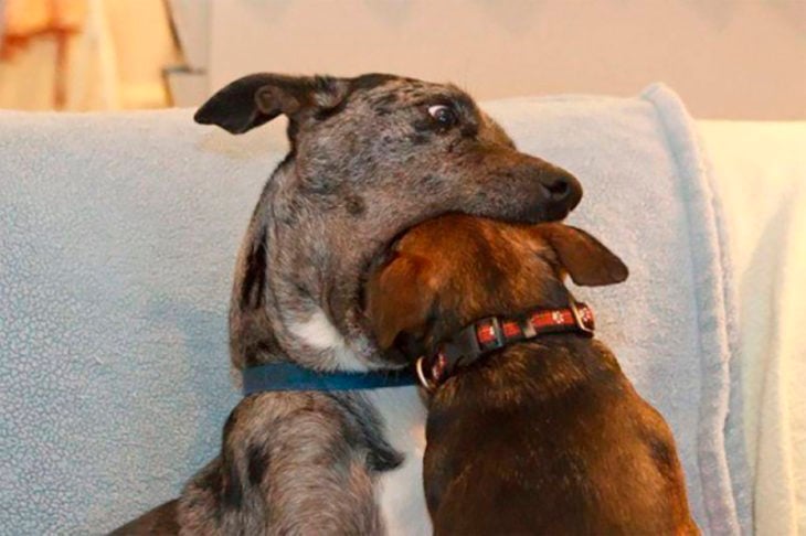 perro con cabeza de perro en el ocico 