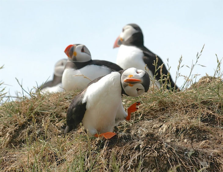 pingüino bebé 