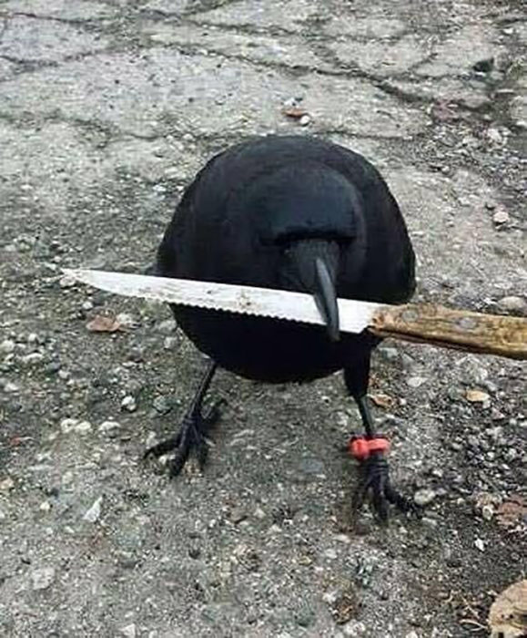 pájaro con cuchillo