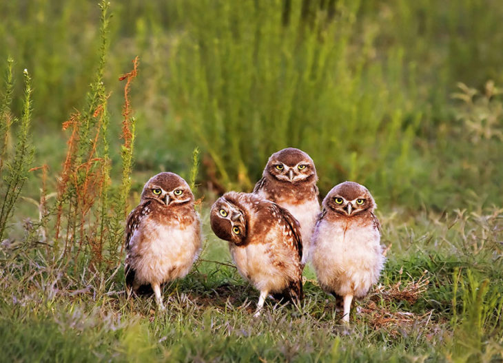 familia de aves