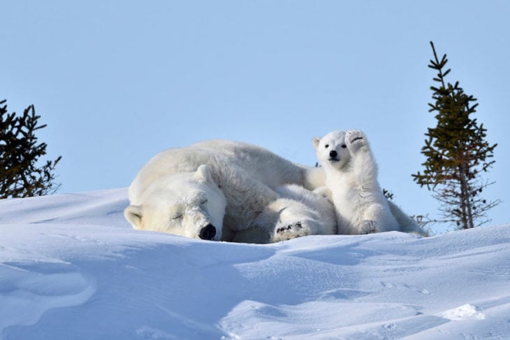 mama oso polar con cachorro oso polar levantando la patita