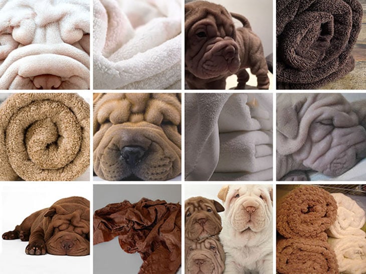 perrito shar pei y toallas