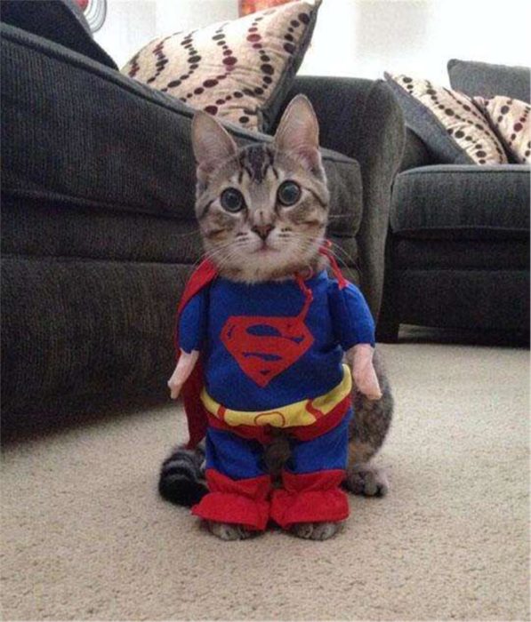 gato disfrazado de supercat