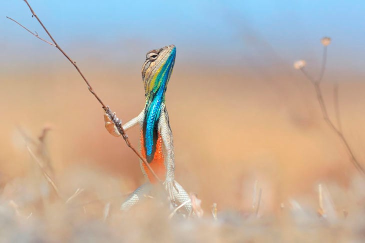 hermosa lagartija de colores