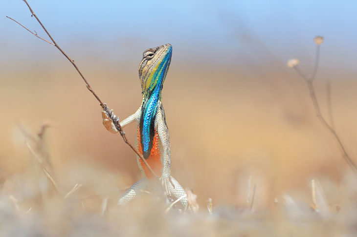 hermosa lagartija de colores