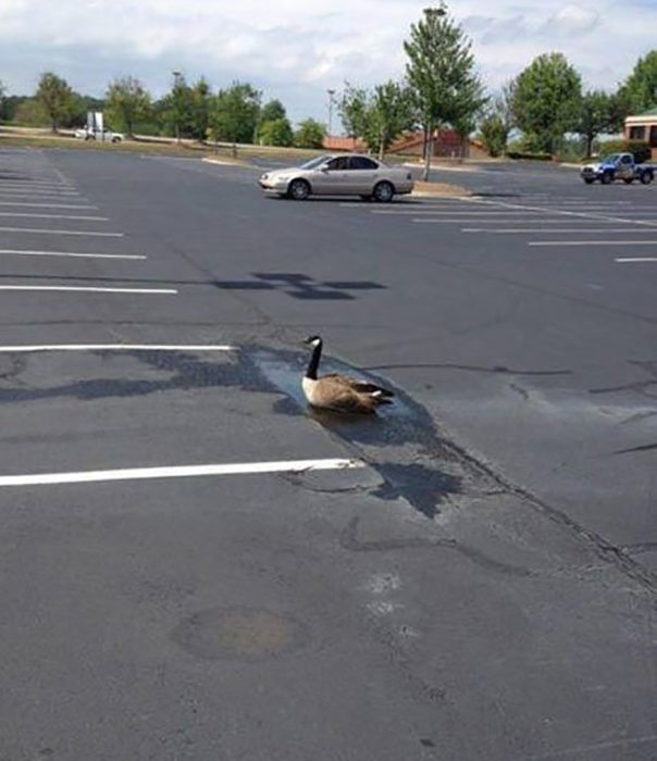 pato en un charquito 