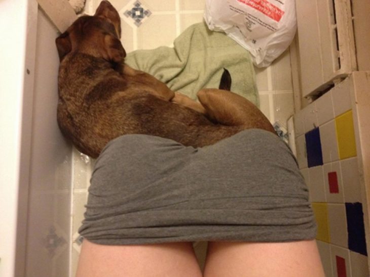perro sentado en los pies de humano en el baño