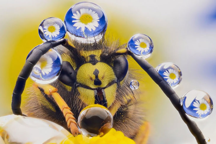 abeja con gotas de agua que reflejan las flores