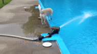 perro cae a piscina 