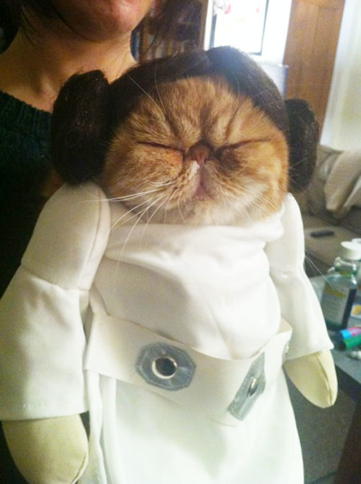 gato disfrazado de princesa leia