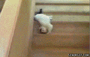 gato bajando escaleras