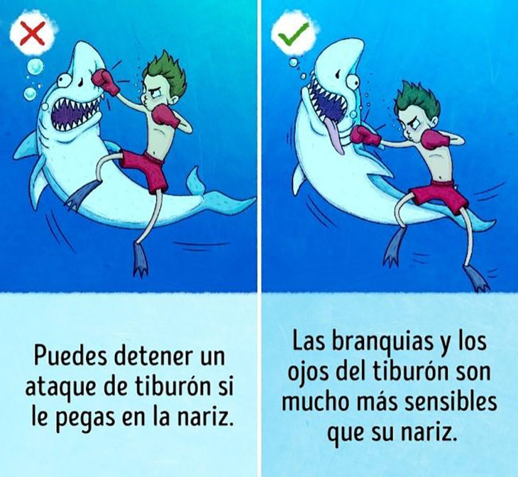 ilustración muchacho golpea a tiburón