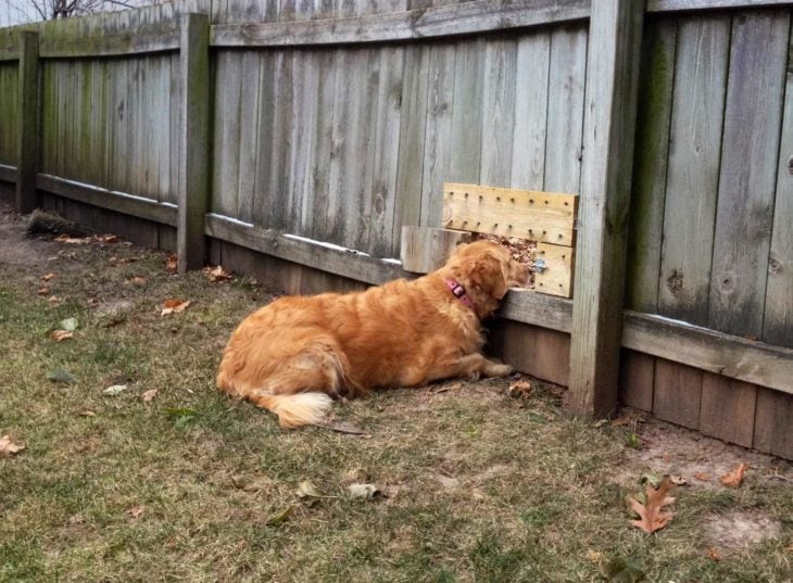 perro mirando a la casa del vecino a través de ventana en la barda 