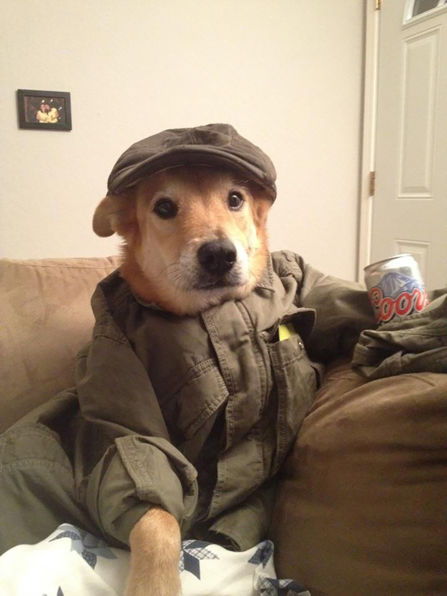Como Hacer Que Mi Perro Monte A Una Perrita