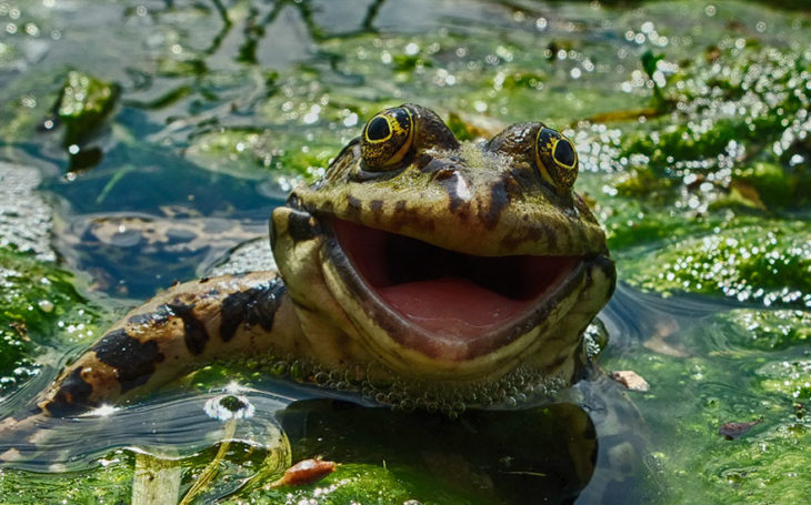 sapo sonriendo