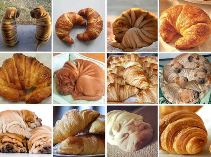 shar peis y croissants 