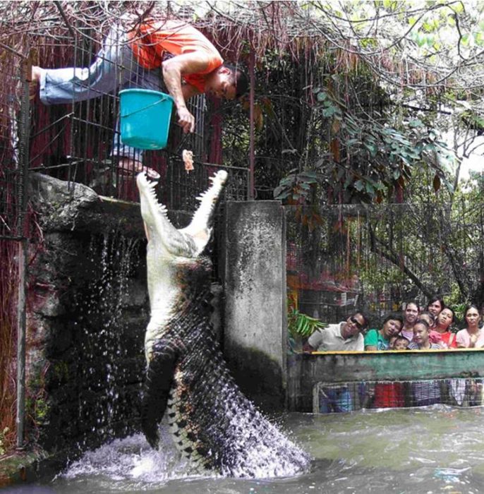 hombre alimentando un cocodrilo