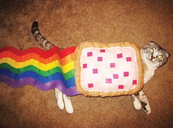 gato disfrazado de nyan cat