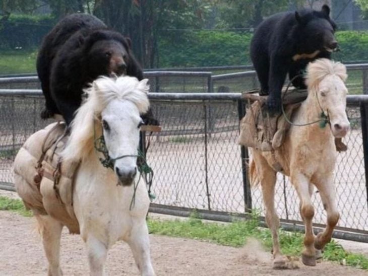 osos de jinetes de caballos 