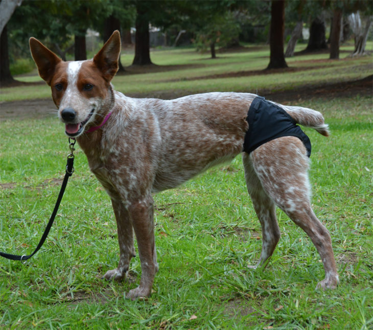 tanga para perro 