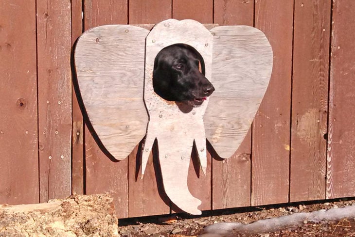 ventana de barda para perro con orejas de elefante