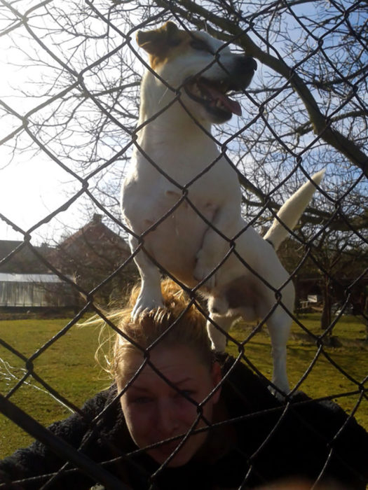 perrito encima de la cabeza de una señora