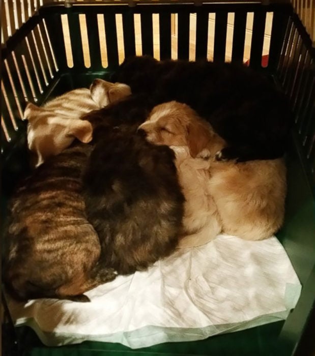 perritos dormidos