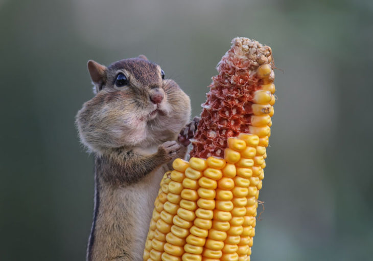 ardilla comiendo mazorca