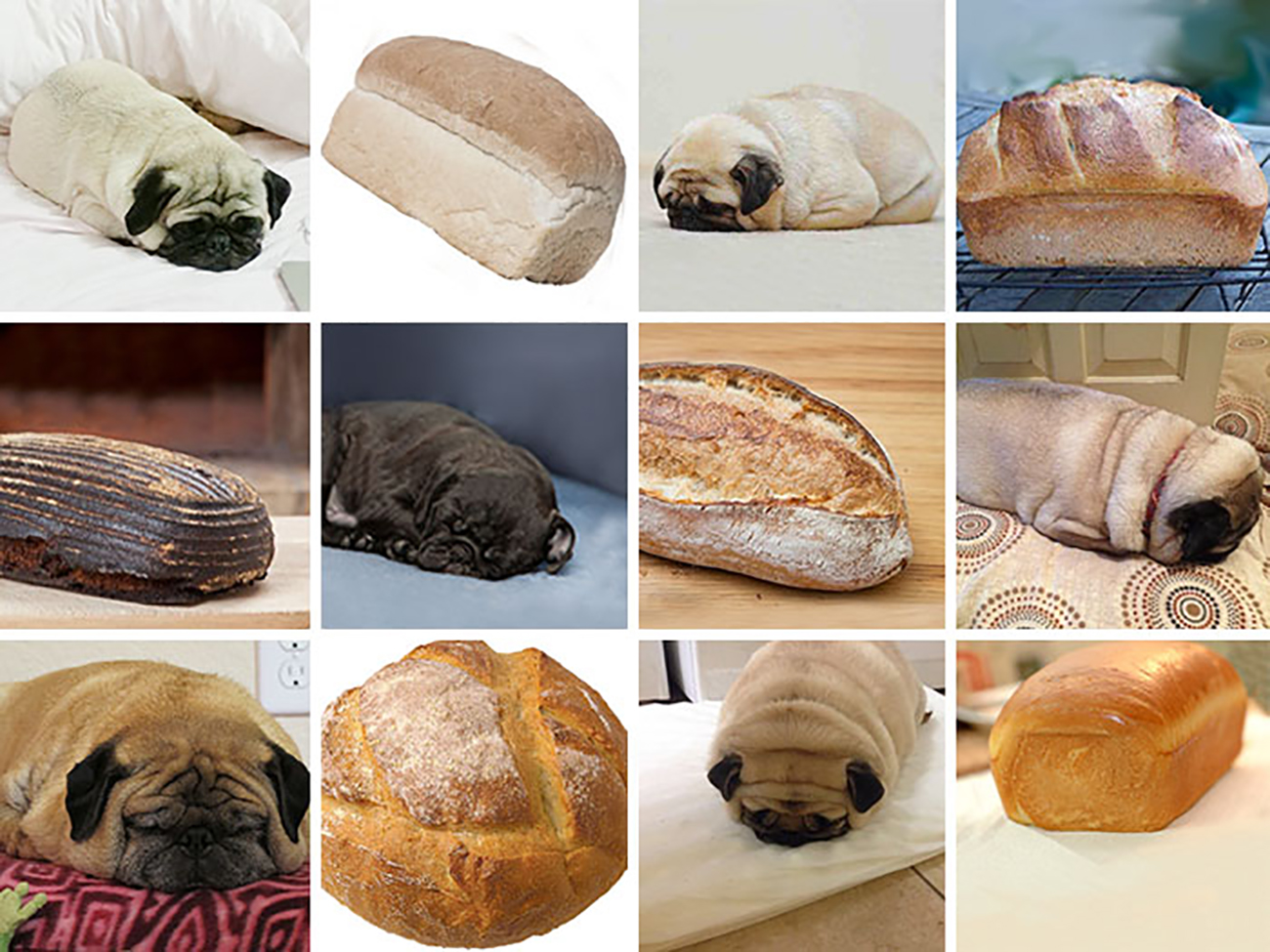 Хлеб свинкам. Мопс булочка. Мопс хлеб. Собака похожая на булку хлеба. Собака похожая на булочку.