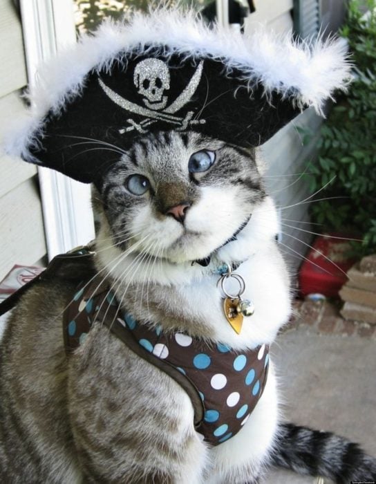 gato disfrazado de pirata