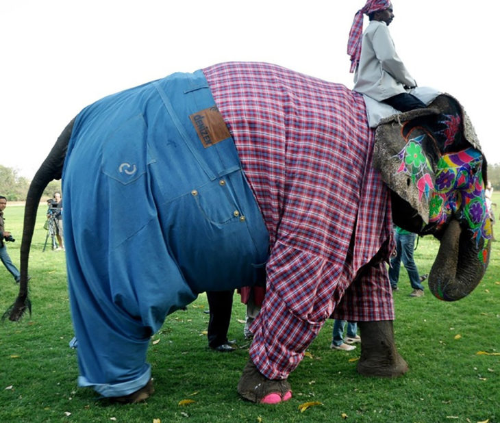 elefante con pantalón y camisa