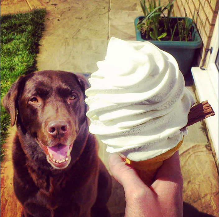 perro mirando un cono de helado