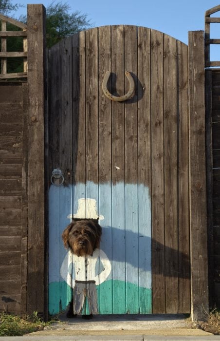 ventana para perro en una puerta